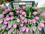 Тюльпан - фото 2
