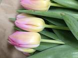 Тюльпан - фото 3