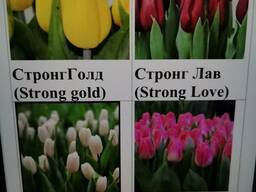 Тюльпан к 8 марта 2026