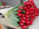 Тюльпаны 2023 опт - фото 1