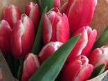 Тюльпаны 2023 оптом - фото 2