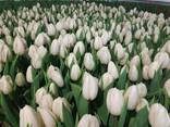 Тюльпаны - фото 1