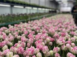 Тюльпаны оптом в Беларуси