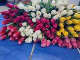 Тюльпаны - фото 2