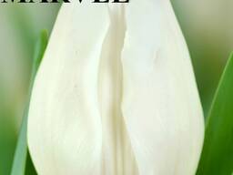 Тюльпаны розница и опт Минск (2026 уже в наличии)