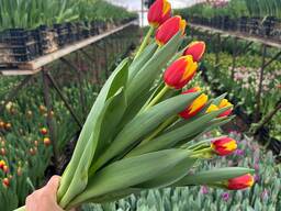 Тюльпаны опт