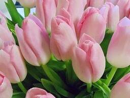 Тюльпаны оптом от производителя
