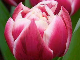 Тюльпаны к 8 марта 2026