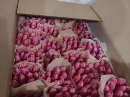 Тюльпаны розовые опт. Документы.