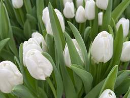 Тюльпаны к 8 марта оптом и в розницу