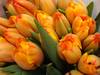 Тюльпаны оптом к 8 марта - фото 1