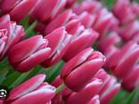 Тюльпаны к 8 марта собственной выгонки. гомель - фото 1