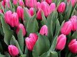 Тюльпаны к 8 марта собственной выгонки. гомель - фото 2