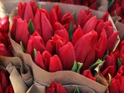 Тюльпаны опт красные. Документы.