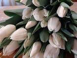 Тюльпаны, крокусы, нарциссы, гиацинты - фото 3