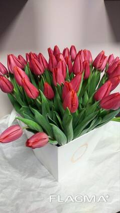 Тюльпаны опт 2026