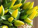 Тюльпаны опт 2026 - фото 2