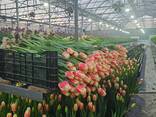 Тюльпаны оптом к 8 марта 2026 - фото 2