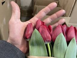 Тюльпаны оптом 8 марта