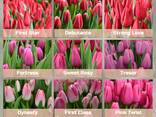 Тюльпаны оптом к 8 марта - фото 2