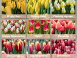 Тюльпаны оптом к 8 марта - фото 3