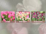 Тюльпаны оптом к 8 марта - фото 5