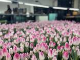 Тюльпаны оптом от производителя - фото 4