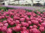 Тюльпаны оптом от производителя - фото 6