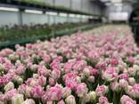Тюльпаны оптом от производителя - фото 7
