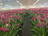 Тюльпаны оптом от производителя - фото 9