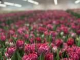 Тюльпаны оптом от производителя - фото 10