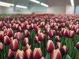 Тюльпаны оптом от производителя - фото 11