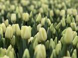 Тюльпаны оптом от производителя - фото 12