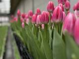 Тюльпаны оптом от производителя - фото 14