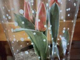 Тюльпаны в горшках к 8 Марта