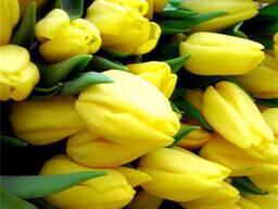 Тюльпаны жёлтые оптом. Документы.