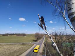 Удаление деревьев, обрезка