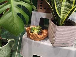 Уход за комнатными растениями