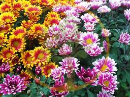 Укорененные черенки хризантемы ''Мультифлора''