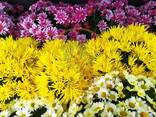 Взрослые кусты хризантемы ''Мультифлора'' на июль-октябрь 2026 года - фото 1