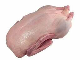 Утка и гусь от производителя