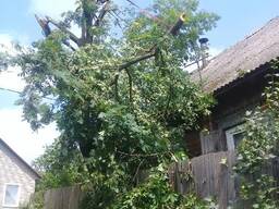 Валка деревьев