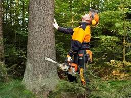 Вальщик леса