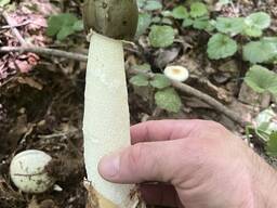 Веселка гриб по всей Белоруссии