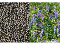 Вика яровая посевная Никольская