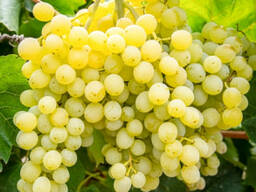 Виноград саженцы