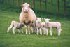 Все для овцеводства - фото 1