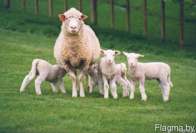 Все для овцеводства