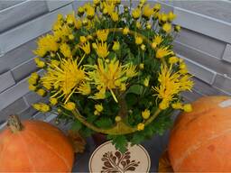 Взрослые кусты хризантемы ''Мультифлора'' на июль-октябрь 2026 года