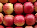 Яблоки Айдаред - фото 1